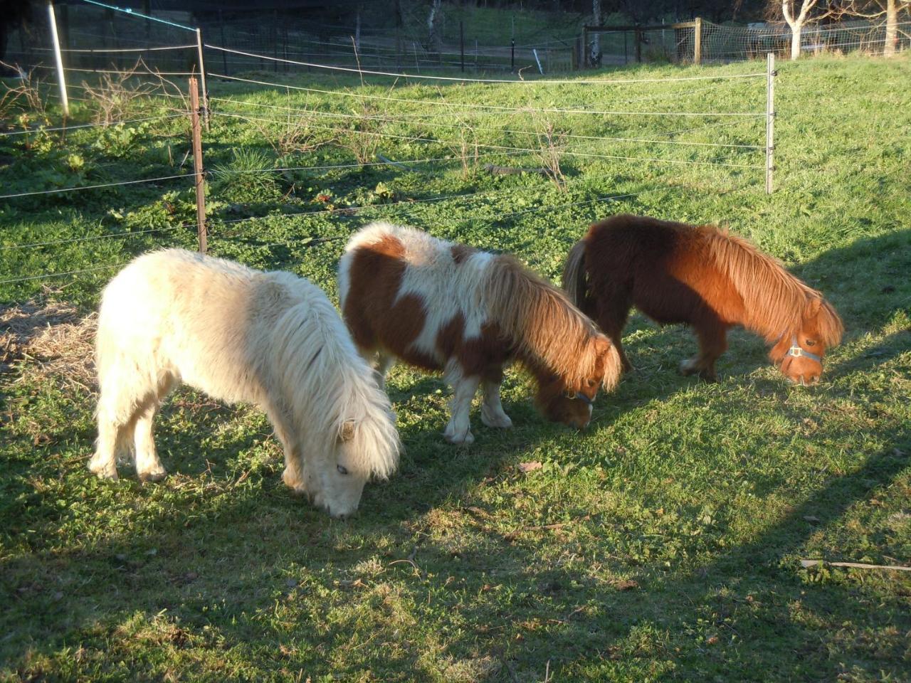 Whispering Spirit Holiday Cottages & Mini Ponies Franklin المظهر الخارجي الصورة