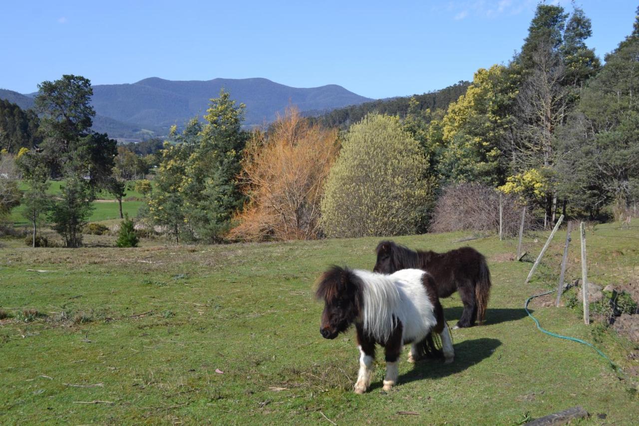 Whispering Spirit Holiday Cottages & Mini Ponies Franklin المظهر الخارجي الصورة